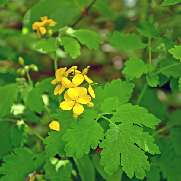 Greater Celandine (Chelidonium majus) herbal extract 100 ml - Image 2